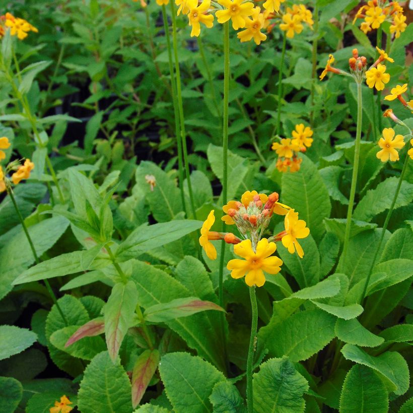 Primula bulleyana - Etage Sleutelbloem (Groeiplaats)