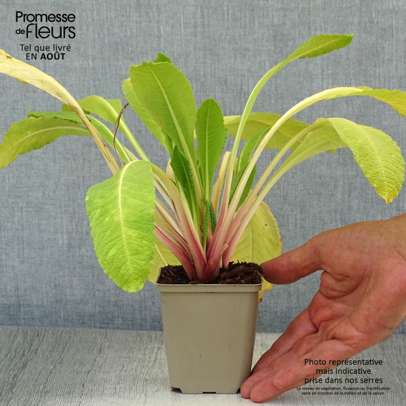 Exemplaar van Primula bulleyana - Etage Sleutelbloem Kweekpotje van 8/9 cm zoals geleverd in de zomer