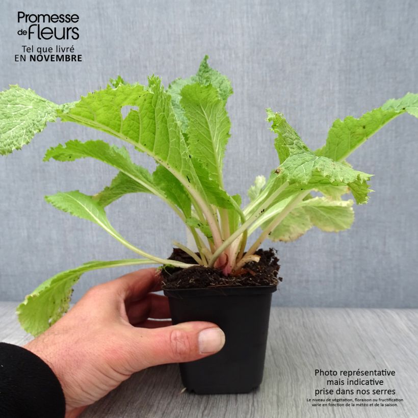 Exemplaar van Primula japonica Alba - Japanse sleutelbloem Kweekpotje van 8/9 cm zoals geleverd in de herfst