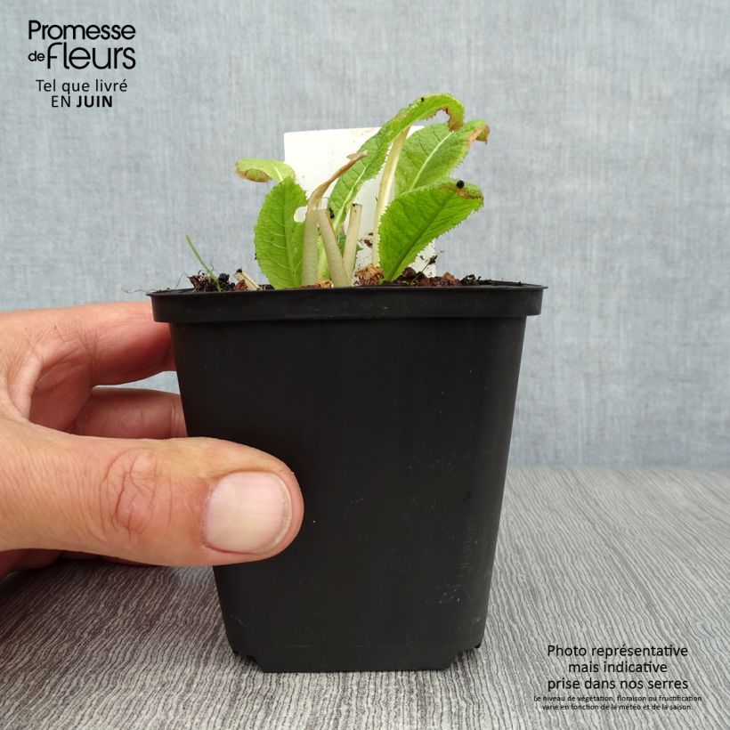 Exemplaar van Primula japonica Alba - Japanse sleutelbloem Kweekpotje van 8/9 cm zoals geleverd in de zomer