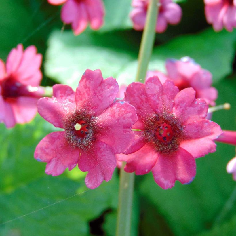 Primula japonica Millers Crimson - Japanse sleutelbloem (Bloei)