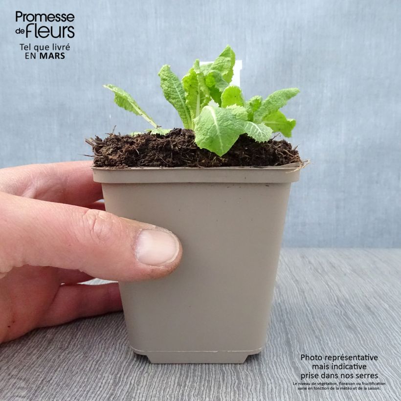 Example of Primula pulverulenta - Sleutelbloem Kweekpotje van 8/9 cm as you get in printemps