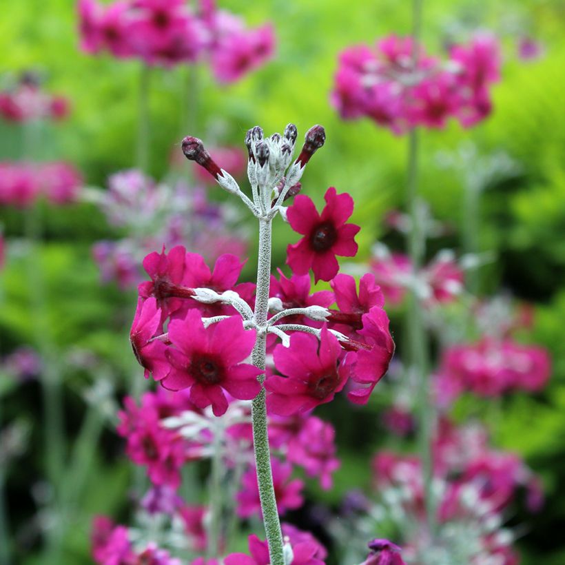 Primula pulverulenta - Sleutelbloem (Bloei)