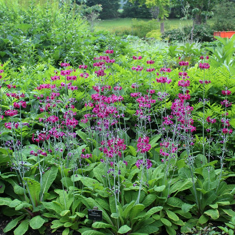 Primula pulverulenta - Sleutelbloem (Groeiplaats)