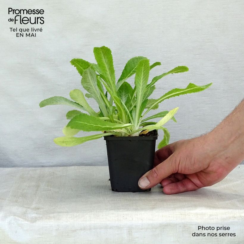 Example of Primula capitata mooreana - Sleutelbloem Kweekpotje van 8/9 cm as you get in printemps