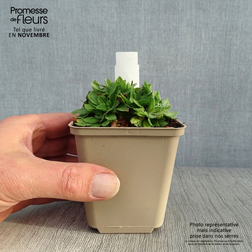 Exemplaar van Primula capitata mooreana - Sleutelbloem Kweekpotje van 8/9 cm zoals geleverd in de herfst