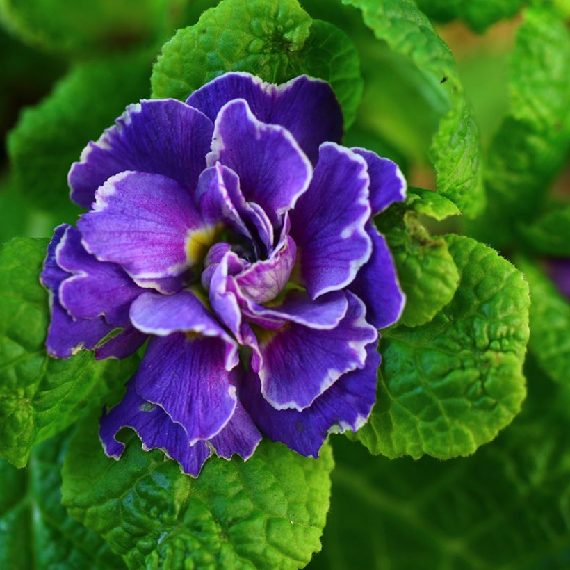 Primula Belarina Amethyst Ice - Stengelloze sleutelbloem (Bloei)
