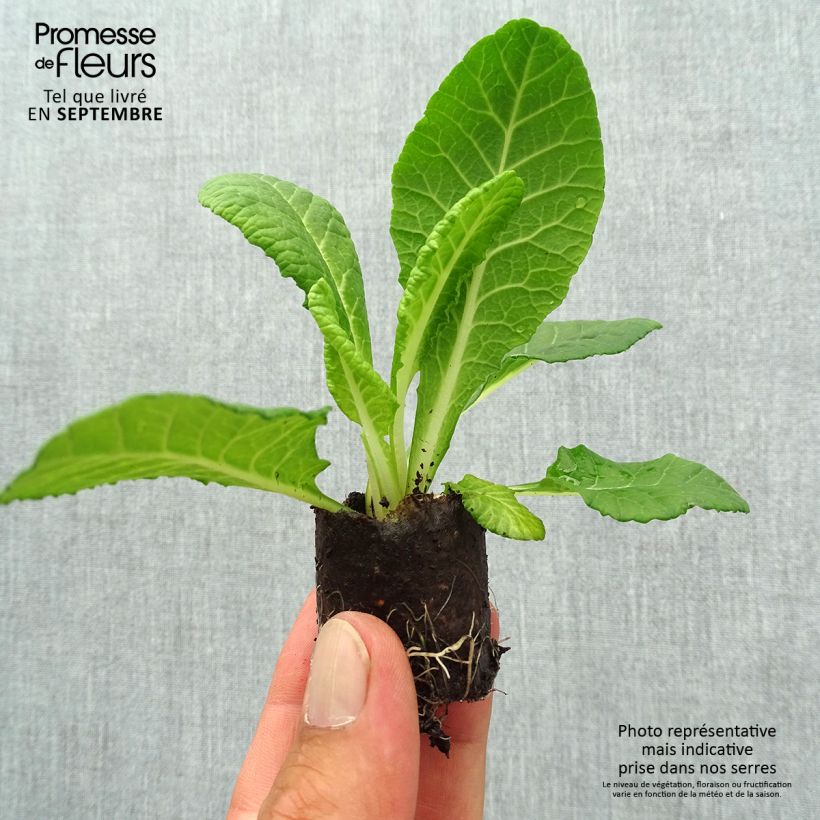 Exemplaar van Primula Belarina Blue Ripples - Stengelloze sleutelbloem Mini-mot Ø 3/4 cm zoals geleverd in de herfst