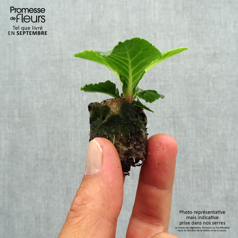 Exemplaar van Primula Belarina Buttercup Yellow - Stengelloze sleutelbloem Mini-mot Ø 3/4 cm zoals geleverd in de herfst