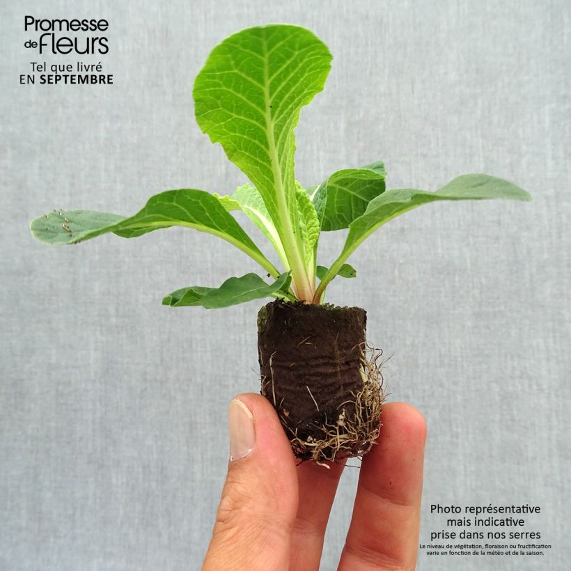 Exemplaar van Primula Belarina Cream - Stengelloze sleutelbloem Mini-mot Ø 3/4 cm zoals geleverd in de herfst