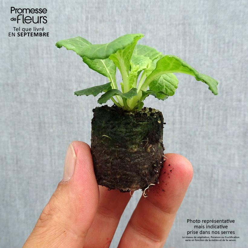 Exemplaar van Primula Belarina Lively Lilac (plugplanten) - Stengelloze sleutelbloem Mini-mot Ø 3/4 cm zoals geleverd in de herfst