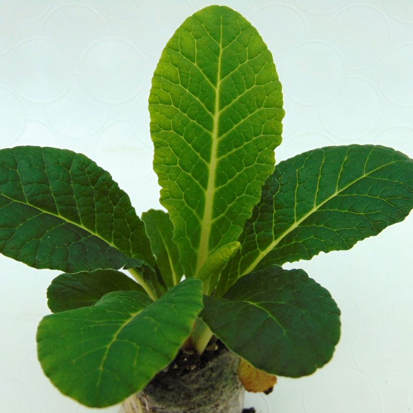 Primula Belarina Nectarine (plugplanten) - Stengelloze sleutelbloem (Blad)