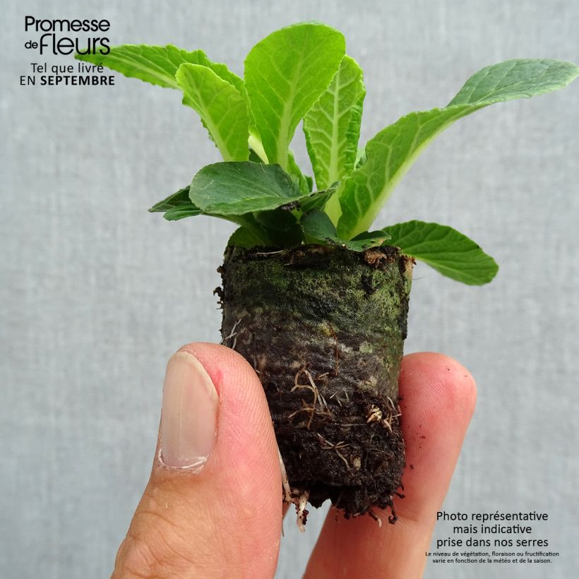 Exemplaar van Primula Belarina Nectarine (plugplanten) - Stengelloze sleutelbloem Mini-mot Ø 3/4 cm zoals geleverd in de herfst