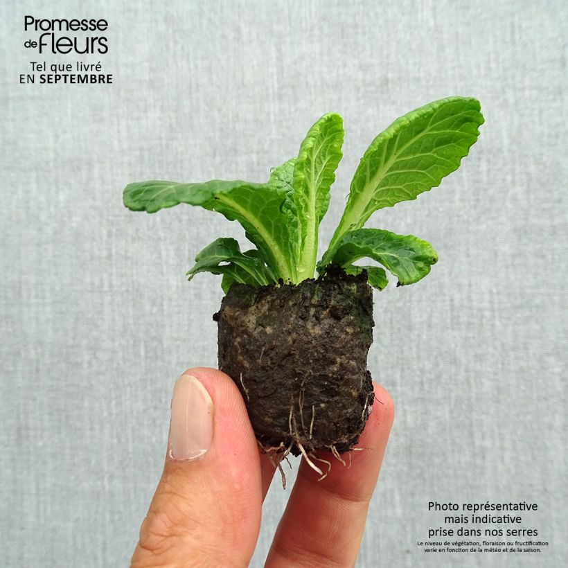 Exemplaar van Primula Belarina Snow - Stengelloze sleutelbloem Mini-mot Ø 3/4 cm zoals geleverd in de herfst