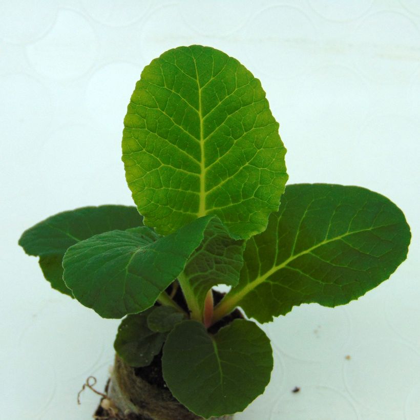 Primula Belarina Valentine (plugplanten) - Stengelloze sleutelbloem (Blad)