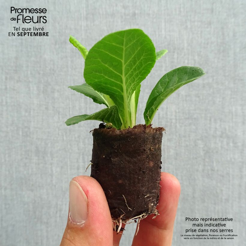 Exemplaar van Primula Belarina Valentine (plugplanten) - Stengelloze sleutelbloem Mini-mot Ø 3/4 cm zoals geleverd in de herfst