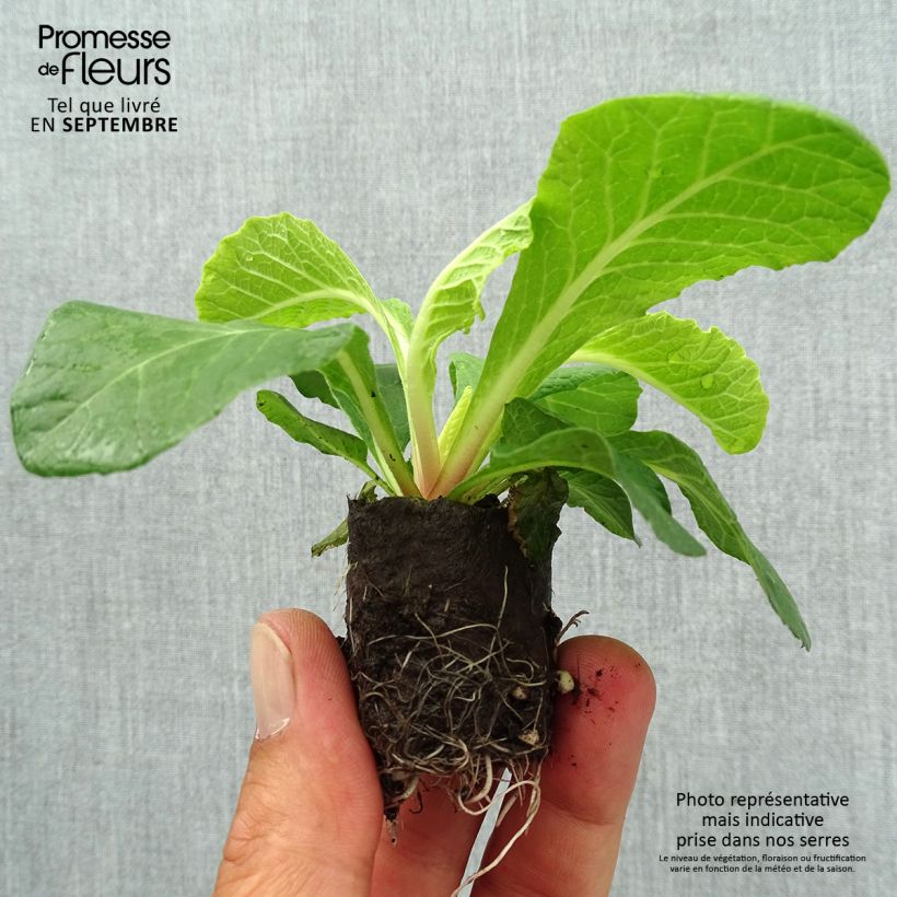 Exemplaar van Primula Belarina Vanilla - Stengelloze sleutelbloem Mini-mot Ø 3/4 cm zoals geleverd in de herfst