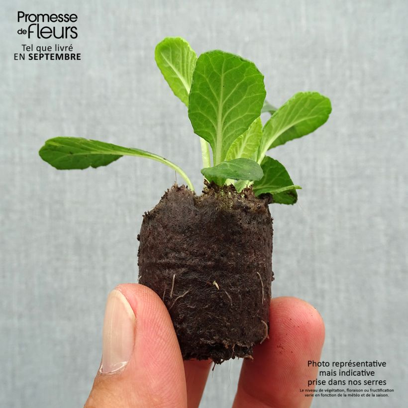 Exemplaar van Primula Candy Frost - Stengelloze sleutelbloem Mini-mot Ø 3/4 cm zoals geleverd in de herfst