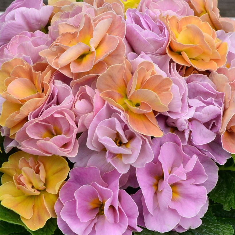 Primula Rubens Antique Rose F1 - Stengelloze sleutelbloem (Bloei)