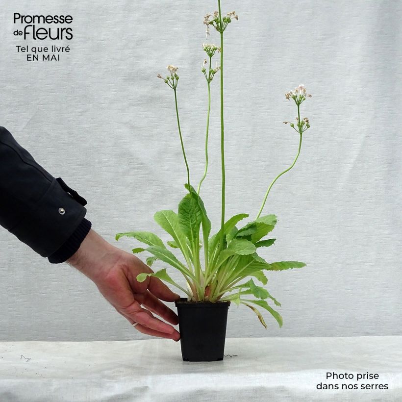 Exemplaar van Primula japonica Apple Blossom - Japanse sleutelbloem Kweekpotje van 8/9 cm zoals geleverd in de lente