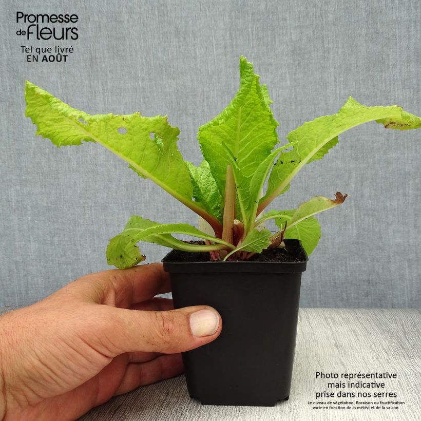 Exemplaar van Primula japonica Millers Crimson - Japanse sleutelbloem Kweekpotje van 8/9 cm zoals geleverd in de zomer