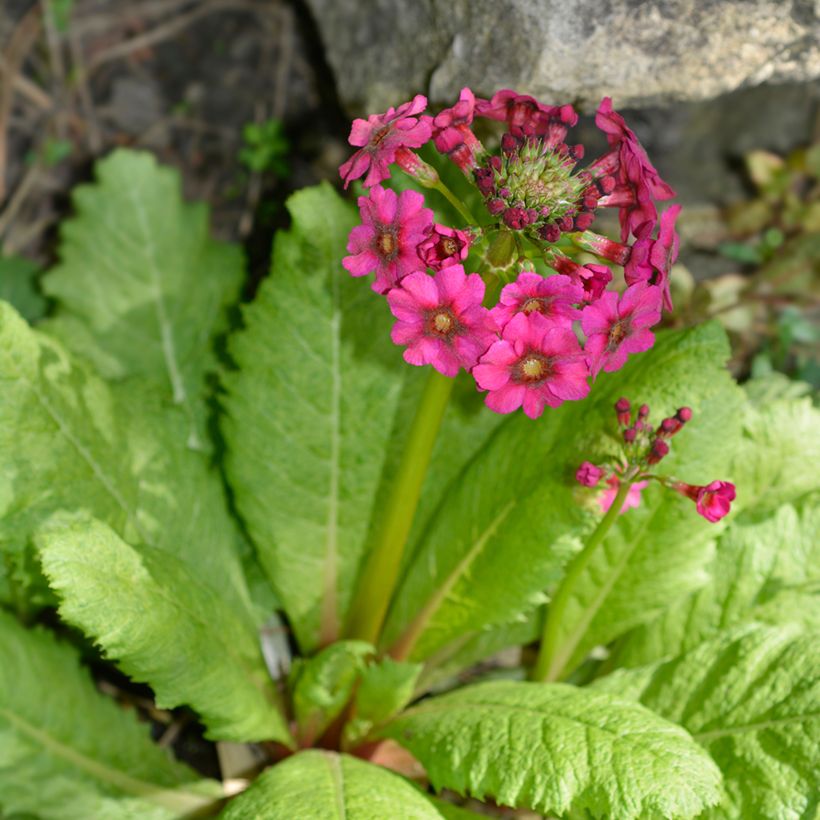 Primula japonica Millers Crimson - Japanse sleutelbloem (Groeiplaats)