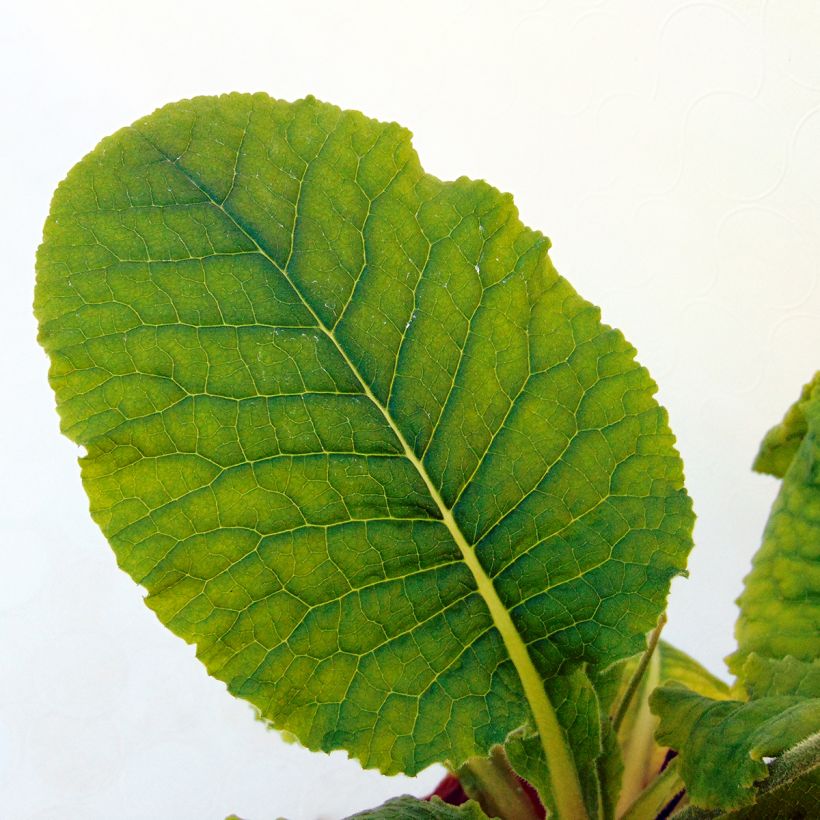 Primula elatior - Slanke sleutelbloem (Blad)