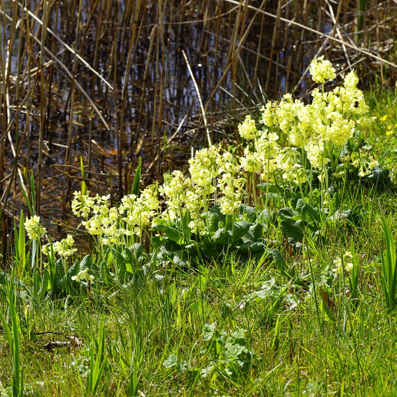 Primula elatior - Slanke sleutelbloem (Groeiplaats)