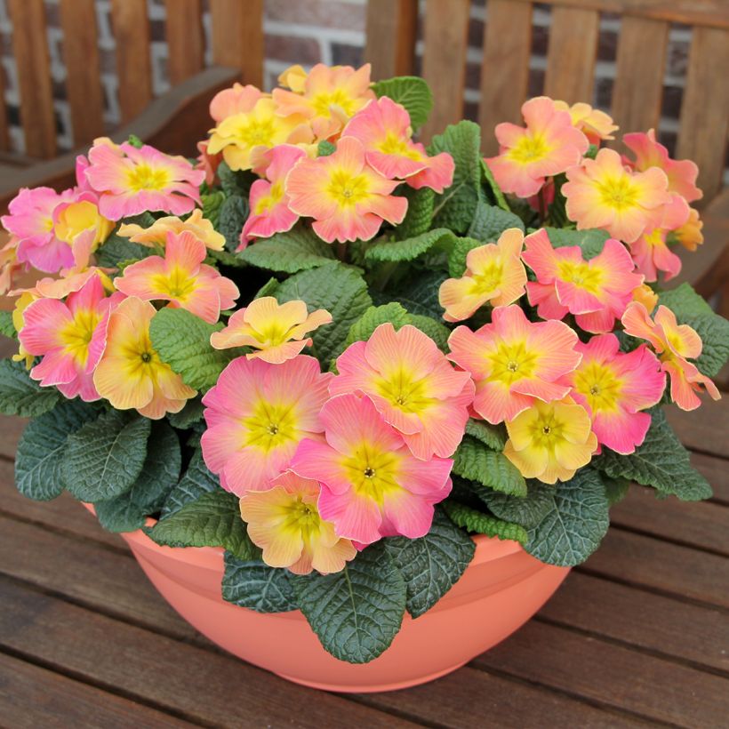 Primula hybrida Chameleon F1 (zaad) - Sleutelbloem (Groeiplaats)
