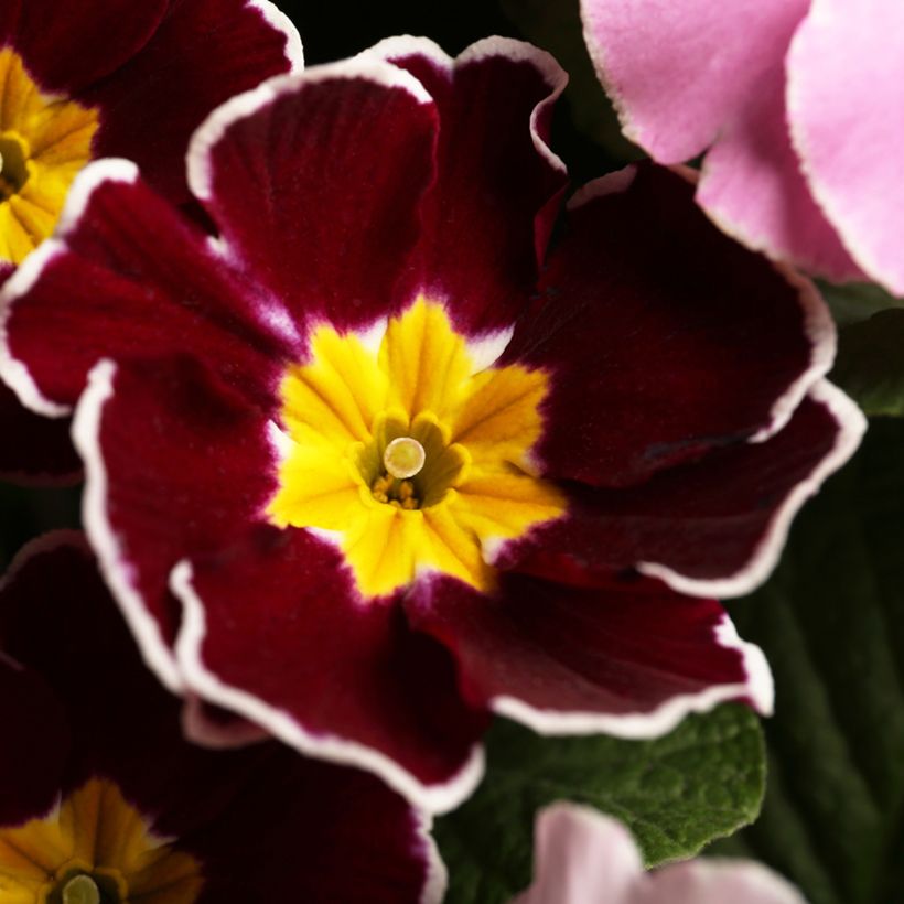 Primula Charlie Wine Red Edge F1 - Sleutelbloem (Bloei)