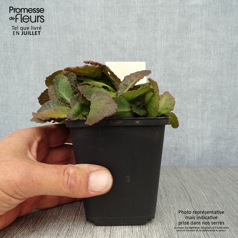 Exemplaar van Primula Dark Rosaleen - Sleutelbloem Kweekpotje van 8/9 cm zoals geleverd in de zomer