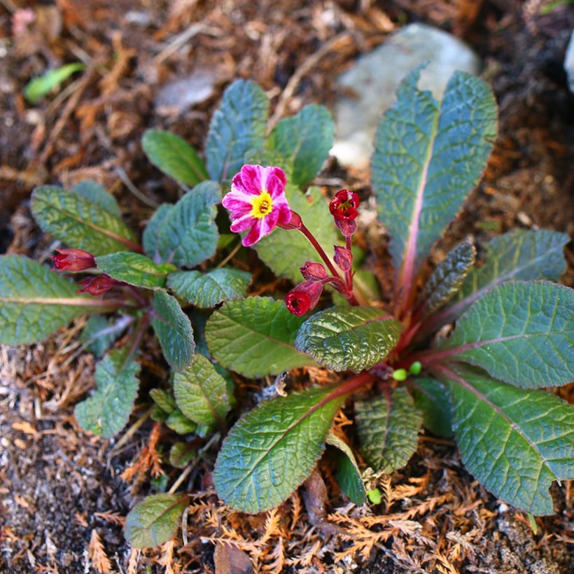 Primula Dark Rosaleen - Sleutelbloem (Groeiplaats)