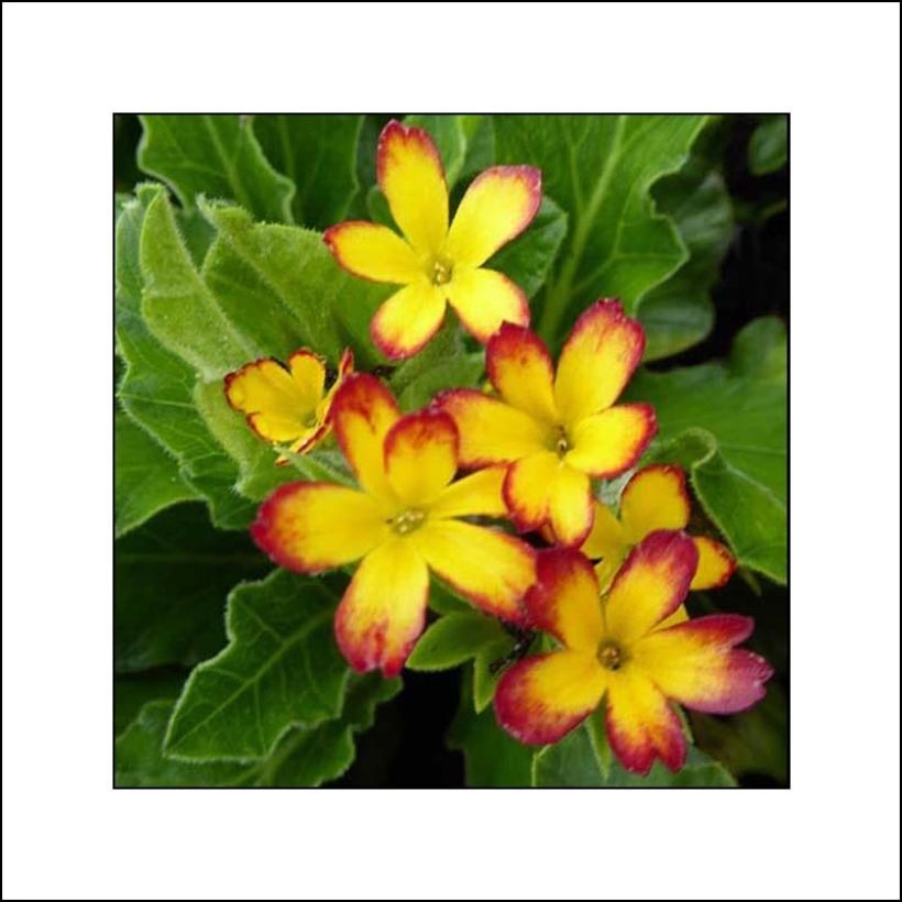 Primula Oak Leaf Yellow Picotee - Sleutelbloem (Bloei)