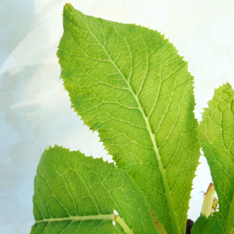 Primula japonica Apple Blossom - Japanse sleutelbloem (Blad)