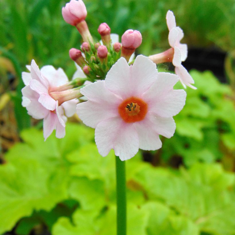 Primula japonica Apple Blossom - Japanse sleutelbloem (Bloei)