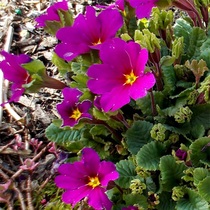 Primula juliae Wanda - Sleutelbloem (Bloei)