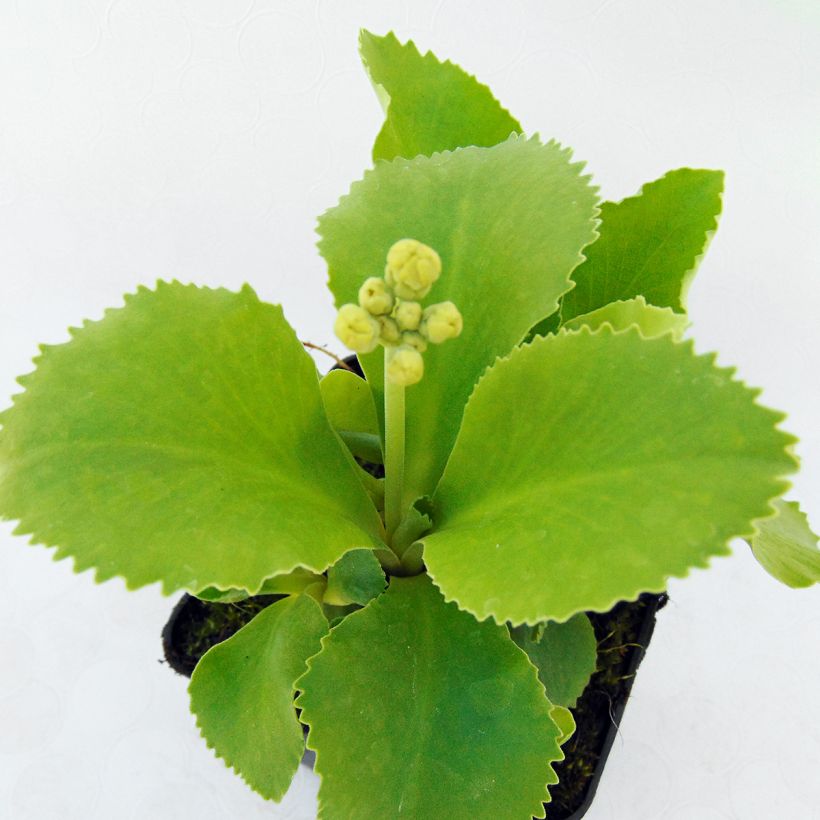 Primula auricula Mix - Tuinaurikel (Blad)