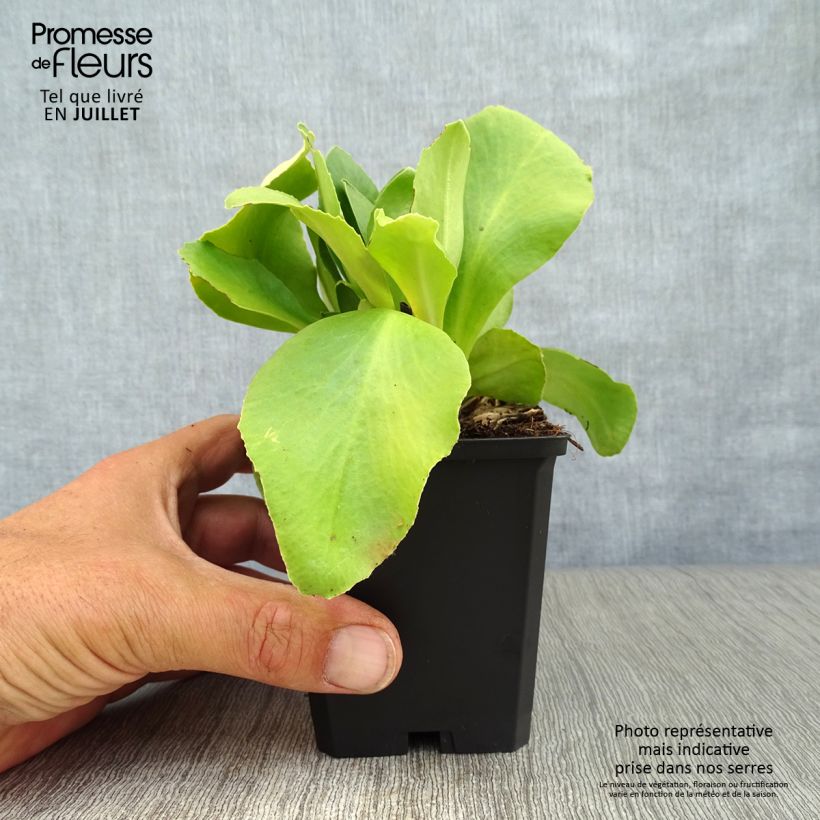 Exemplaar van Primula auricula Mix - Tuinaurikel Kweekpotje van 8/9 cm zoals geleverd in de zomer