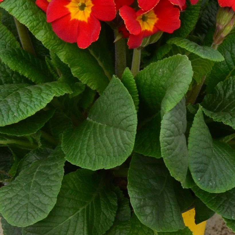 Primula elatior Colibri Red Shades - Slanke sleutelbloem (Blad)