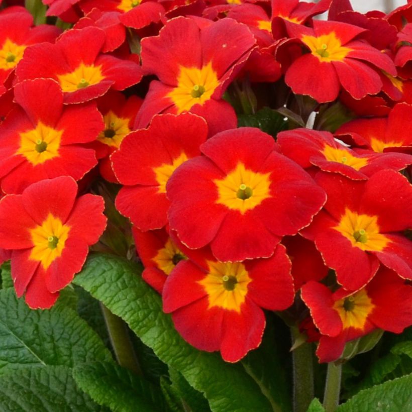 Primula elatior Colibri Red Shades - Slanke sleutelbloem (Bloei)