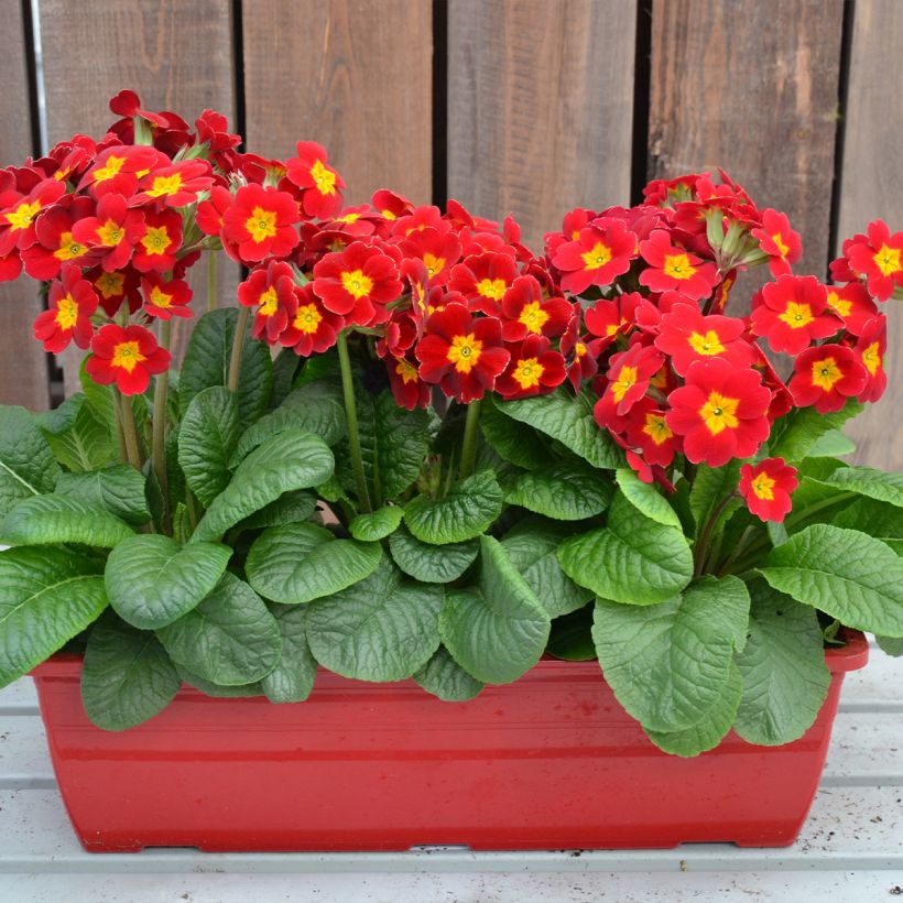 Primula elatior Colibri Red Shades - Slanke sleutelbloem (Groeiplaats)