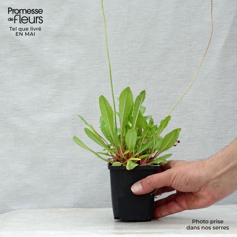 Exemplaar van Primula rosea Grandiflora - Sleutelbloem Kweekpotje van 7/8 cm zoals geleverd in de lente