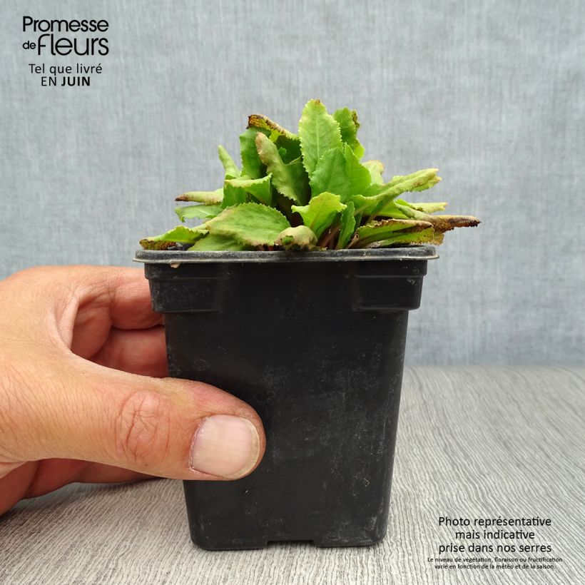 Exemplaar van Primula rosea Grandiflora - Sleutelbloem Kweekpotje van 7/8 cm zoals geleverd in de zomer