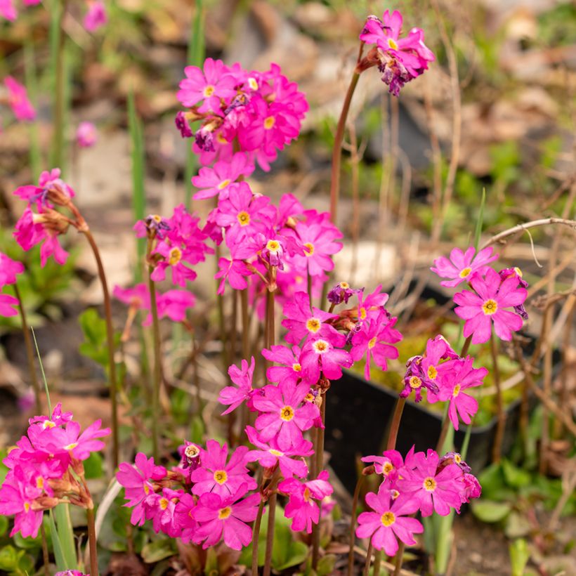 Primula rosea Grandiflora - Sleutelbloem (Bloei)