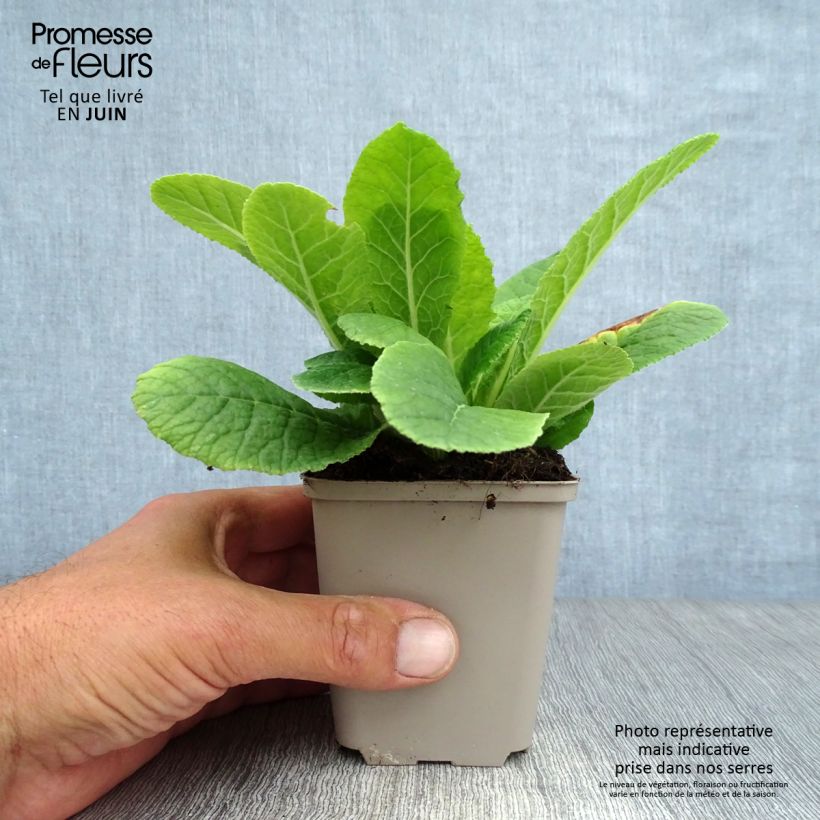 Exemplaar van Primula vulgaris - Stengelloze sleutelbloem Kweekpotje van 8/9 cm zoals geleverd in de zomer