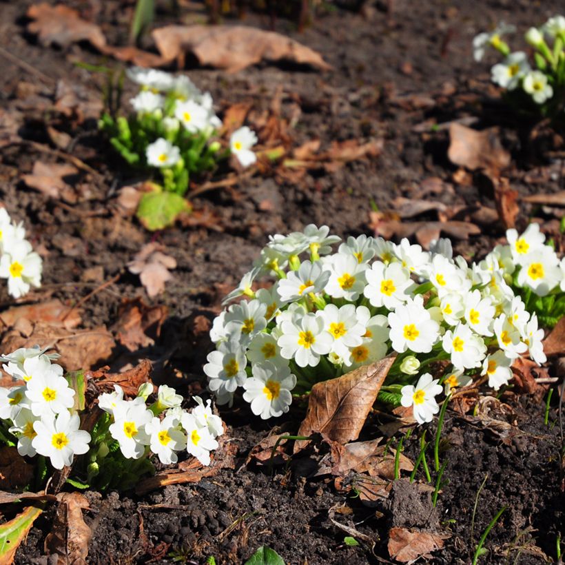 Primula vulgaris - Stengelloze sleutelbloem (Groeiplaats)