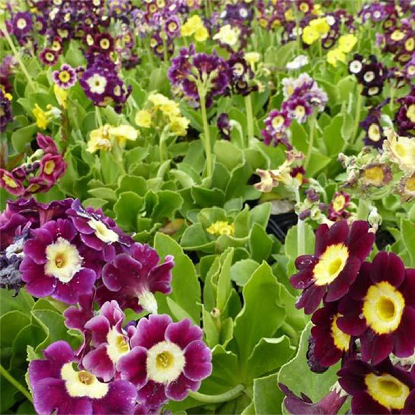 Primula auricula Mix - Tuinaurikel (Bloei)