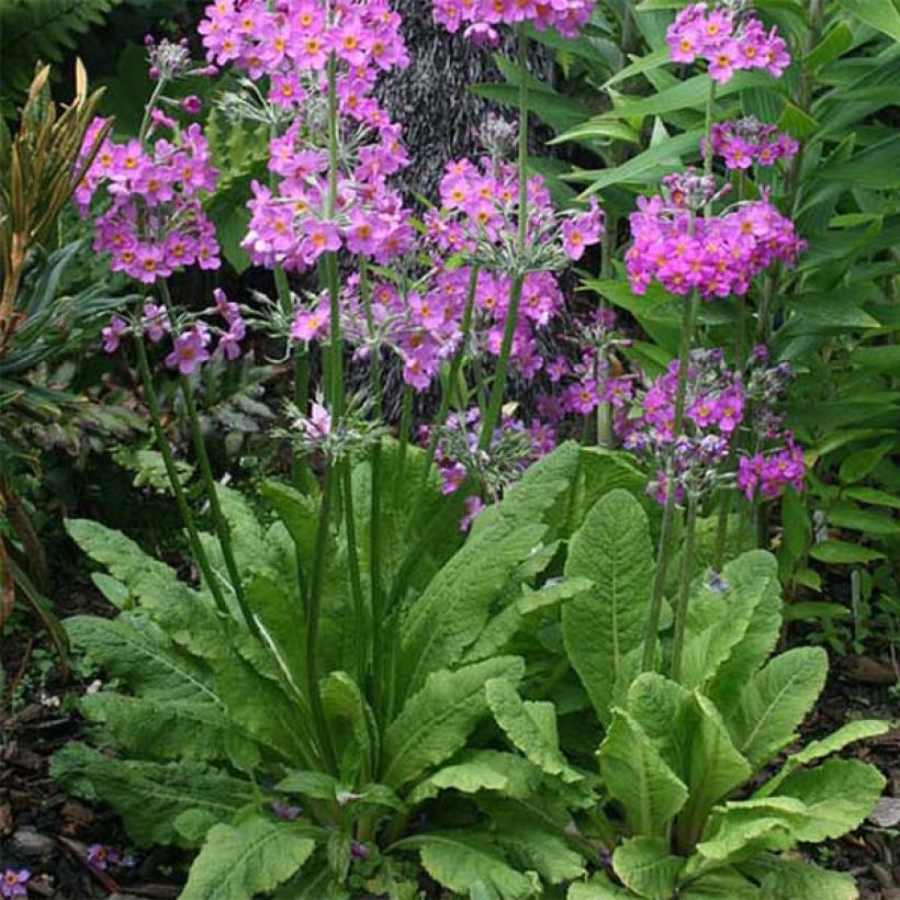 Primula beesiana - Sleutelbloem (Groeiplaats)