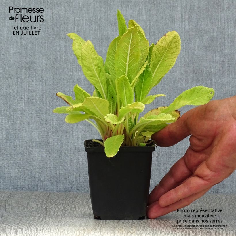 Exemplaar van Primula beesiana - Sleutelbloem Kweekpotje van 8/9 cm zoals geleverd in de zomer