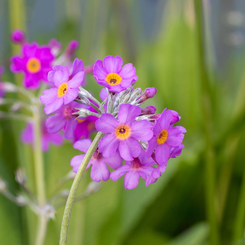 Primula beesiana - Sleutelbloem (Bloei)